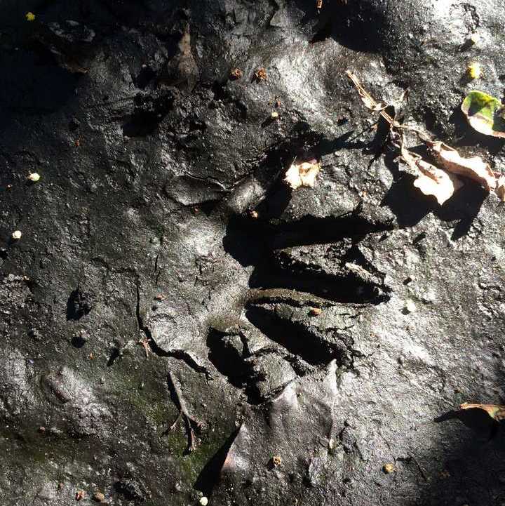 Raccoon tracks in the mud at Tree Tops Park